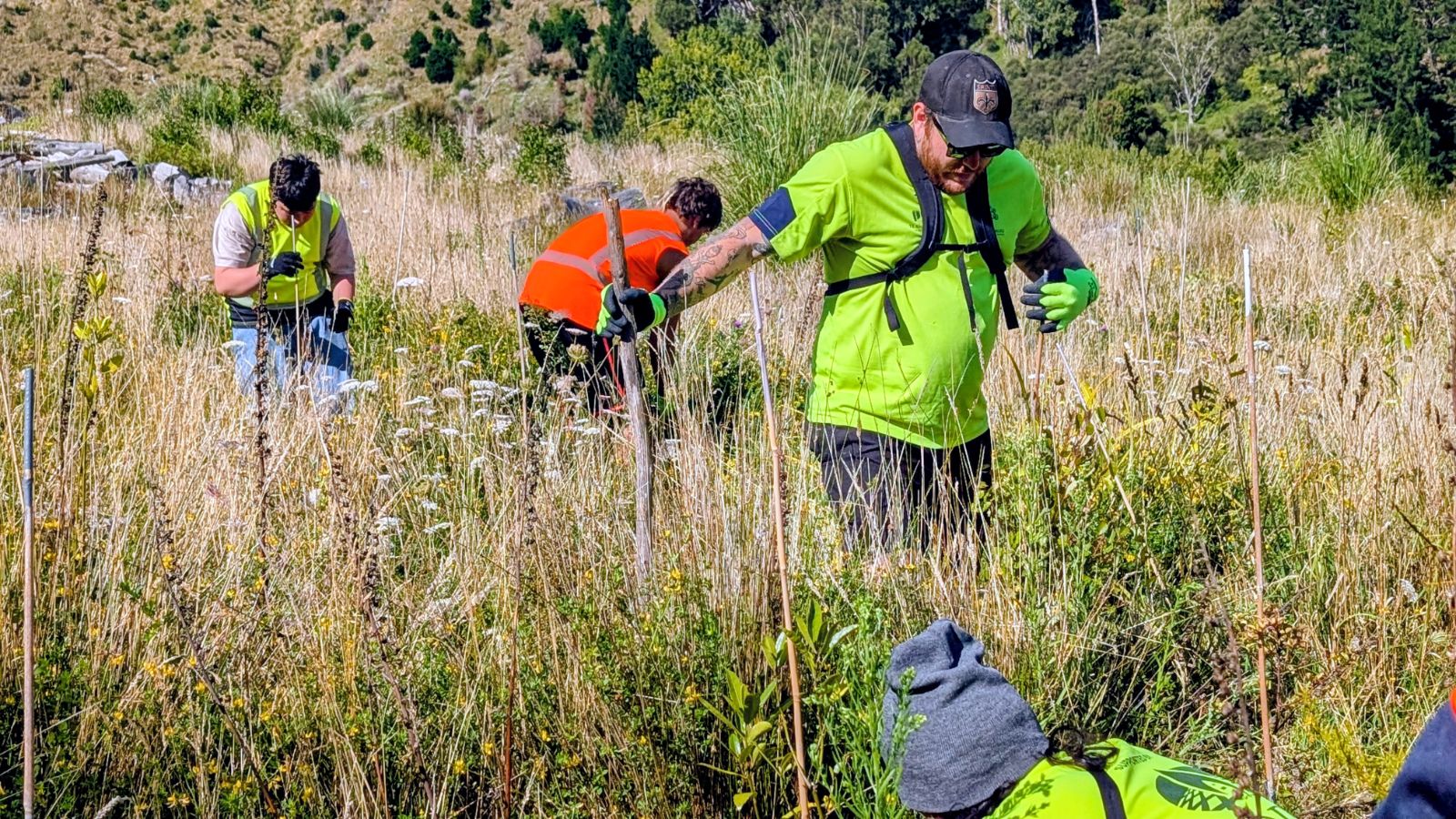 The team planting natives across a hillside