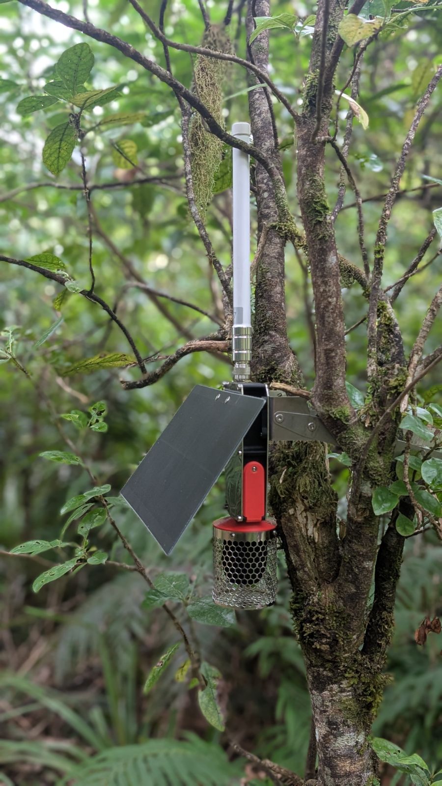 Hark acoustic unit mounted on a tree trunk in native forest