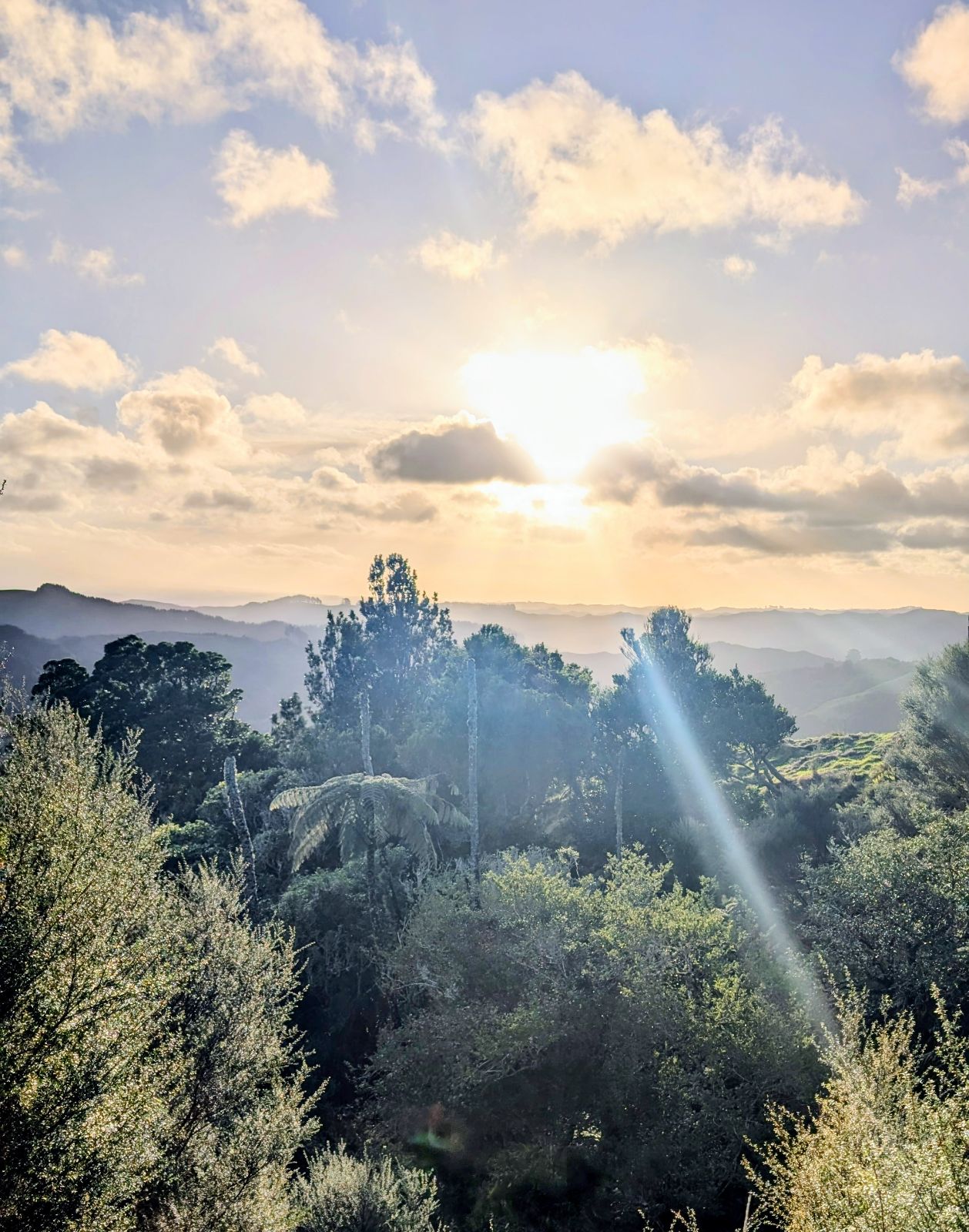Sunrise over native forest in Eastern Taranaki