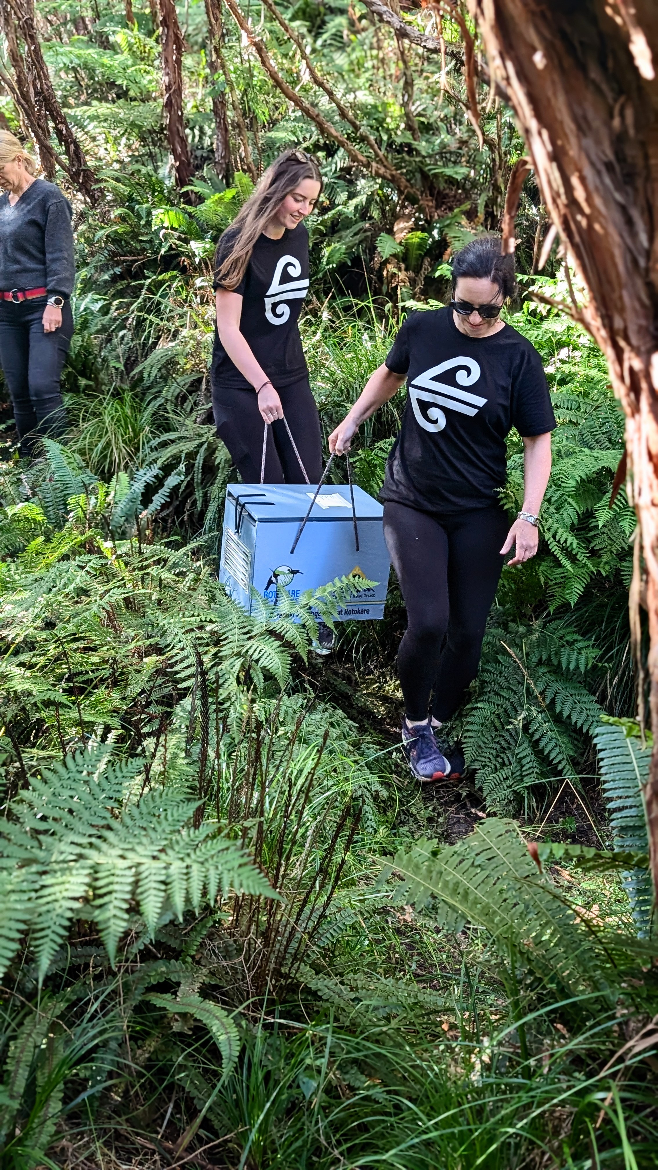 Two volunteers carrying a kiwi transfer box through native bush
